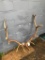 A BIG Beautiful set of 6 x 6 ELK antlers on skull plate nice Taxidermy