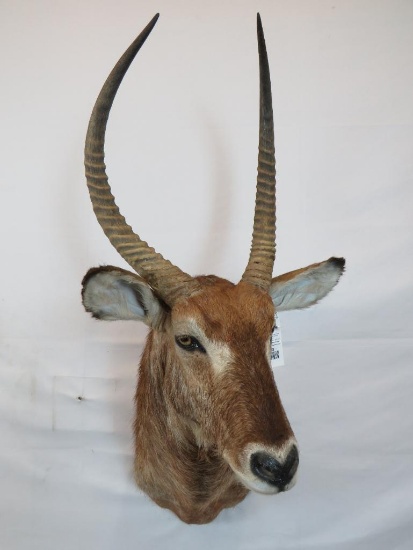 WATERBUCK SH MT