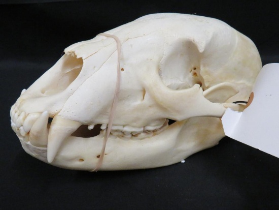 BLACK BEAR SKULL