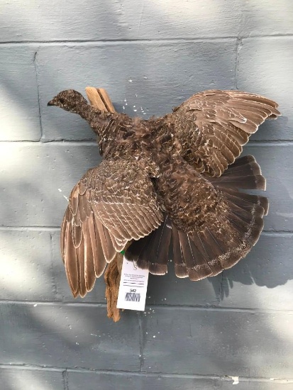 Great looking Flying Grouse Taxidermy mount