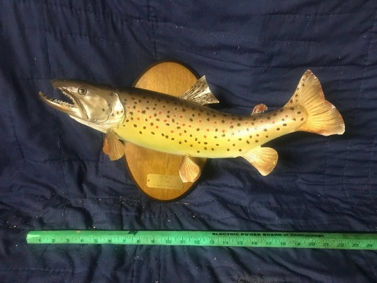 Beautiful " REAL " Skin Brown Trout Taxidermy mount on wood panel 23" long