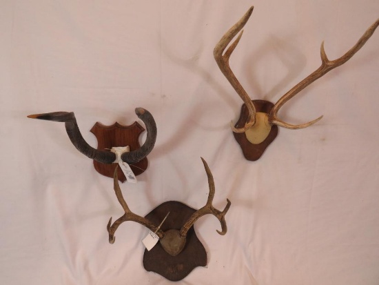 SITATUNGA HORNS, RUSSA HORNS & MULE DEER HORNS ON PLAQUES