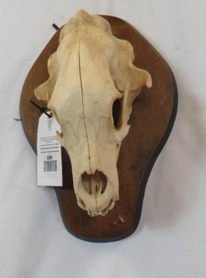 BLACK BEAR SKULL