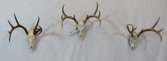 3 COMPLETE WHITETAIL SKULLS