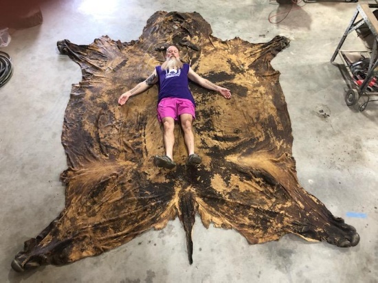 LIFESIZE TANNED RHINO SKIN 9'Wx10'6"L (TX RES ONLY)