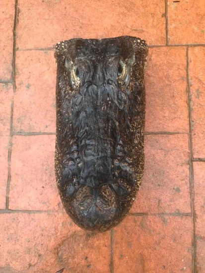 Lg. Alligator Taxidermy Head mount 12 1/2" long x 6 3/4" wide x 9" tall