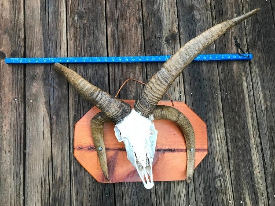 Rare 4 horned - Jackob's Sheep skull Awesome Oddity Taxidermy