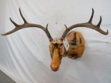 WHITETAIL ANTLERS ON FORM