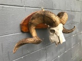 HUGE HORNED Barbosa Ram skull on wood display Vintage Oddity taxidermy