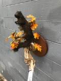 Beautiful and RARE Black - Grey - Squirrel New Taxidermy