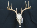 GOLD PAINTED WHITETAIL SKULL ON STAR PLAQUE