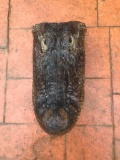 Lg. Alligator Taxidermy Head mount 12 1/2