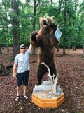 HUGE 8 foot 8 inch tall STANDING Alaskan Brown / Grizzly BEAR Beautiful Taxidermy ^ REAL CLAWS !!