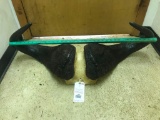 Set of HUGE Cape Buffalo horns - 37 inches wide 11 inch Bosses Ready for Taxidermy