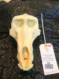 HUGE old Male Baboon Skull, Great Oddity Taxidermy