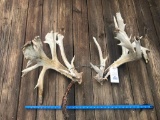 MONSTER SIZE set of Whitetail Deer shed antlers ! HUGE! Drop tines ,MASS this set has it ALL Taxider