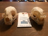 Two excellent Bobcat skulls - Great Oddity taxidermy