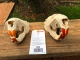 Two HUGE - Excellent BEAVER SKULLS - All teeth... Great Oddity Taxidermy 2 x $$