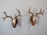 2 WHITETAIL SKULLS ON PLAQUES