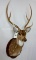 XL Axis Sh Mt w/Velvet Antlers on Plaque TAXIDERMY