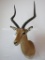 IMPALA SH MT TAXIDERMY