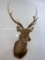 XL Sika Deer Sh MT TAXIDERMY