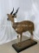 Lifesize Bushbuck on Base TAXIDERMY