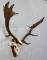 Fallow Deer Antlers on Skull & Plaque TAXIDERMY