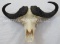 REALLY NICE CAPE BUFFALO SKULL TAXIDERMY