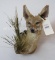 REALLY PRETTY FOX WALL PED TAXIDERMY