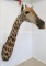 BEAUTIFUL GIRAFFE SH MT TAXIDERMY