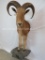 1/2 BODY AOUDAD TAXIDERMY