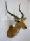 Lechwe Sh Mt TAXIDERMY