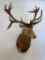 XL Red Deer w/Drop Tyne TAXIDERMY