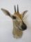 COMMON DUIKER SH MT TAXIDERMY