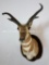 Freak Pronghorn Sh Mt TAXIDERMY