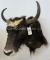 Rare Yak Sh Mt. TAXIDERMY