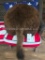 American Buffalo - Bison Rear end or BUTT - NEW Taxidermy 24 inches wide x 36 inches long