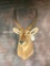 Waterbuck Sh Mt TAXIDERMY