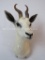 WHITE SPRINGBOK SH MT TAXIDERMY