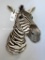 BEAUTIFUL Zebra Sh Mt TAXIDERMY