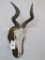 HARTEBEEST SH MT TAXIDERMY