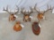5 REALLY NICE WHITETAIL RACKS ON PLAQUES (5x$) TAXIDERMY