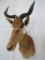 COKES HARTEBEEST SH MT TAXIDERMY