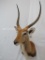 KAFUE LECHWE SH MT TAXIDERMY