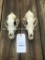 2 Lg. Coyote skulls, very Nice all teeth.... = 2 x $