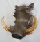 WARTHOG SH MT TAXIDERMY