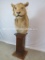 VERY RARE & BEAUTIFUL LION PEDESTAL *TX RESIDENTS ONLY*