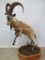 Lifesize Nubian Ibex TAXIDERMY