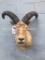 Large RARE EASTERN TUR Shoulder mount - great Taxidermy